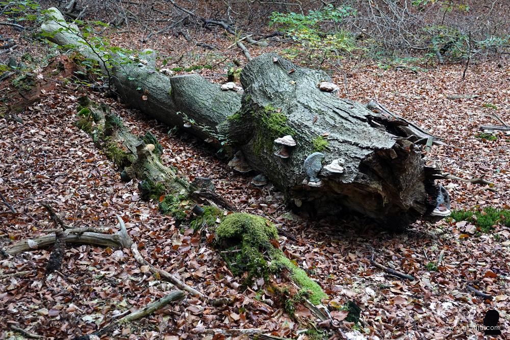 twee gevelde reuzen in het bos