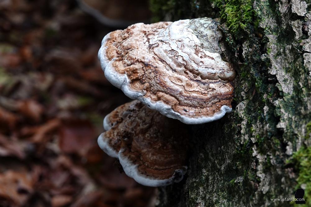 twee tonderzwammen op een omgevallen dode boom