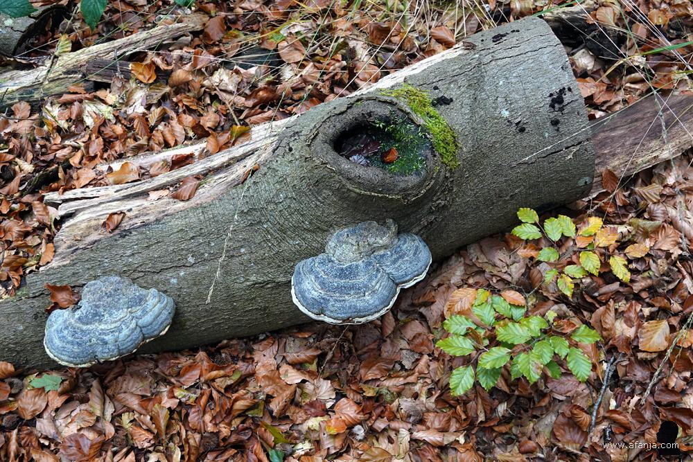 twee tonderzwammen op een stuk dood hout