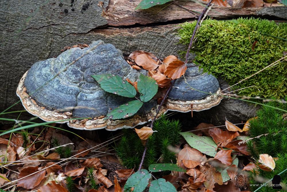 mos en twee tonderzwammen op een stuk dood hout