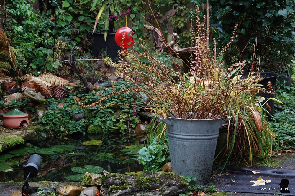 herfst in de tuin
