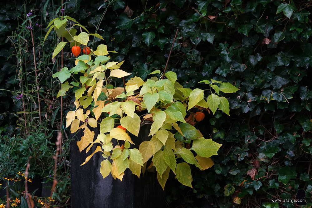 de bladeren worden geler, de lampionnetjes worden feller oranje van kleur