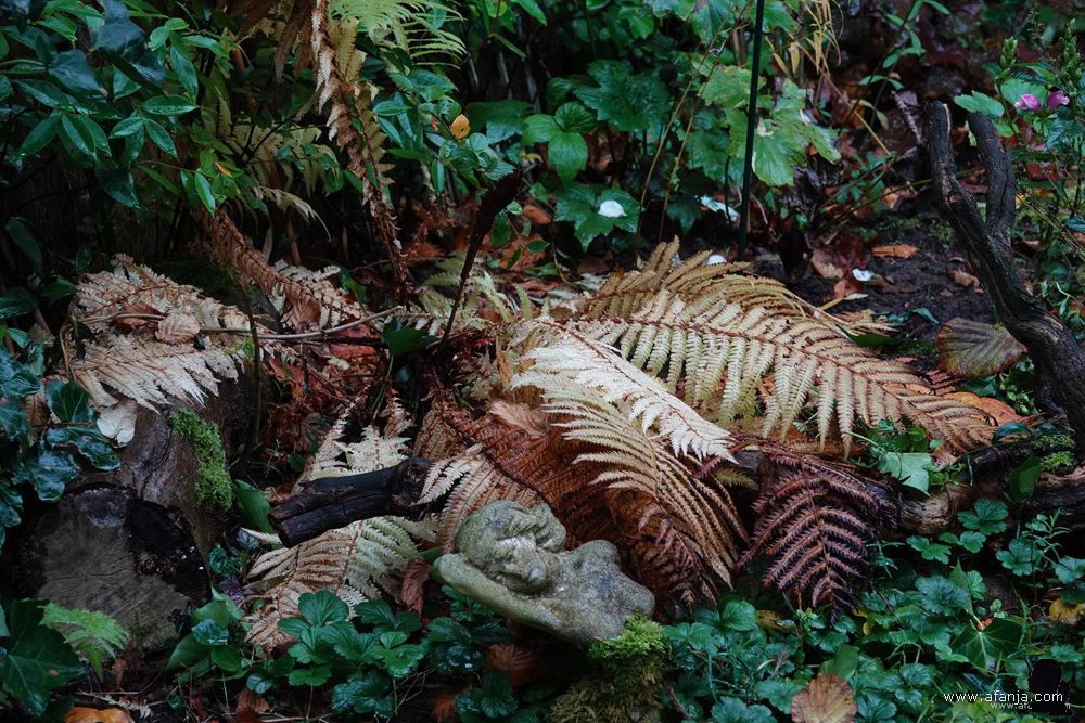 de varens gaan van groen via flets geel naar donkerbruin