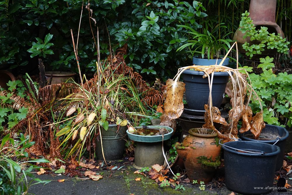 de potten achter in de tuin in herfstsfeer