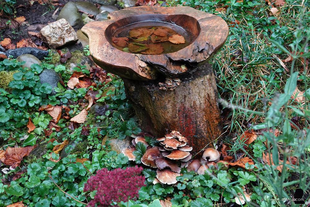 afgevallen bladeren liggen in het vogelbad, aan de voet groeien paddenstoelen