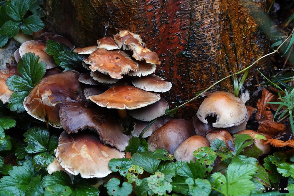 close-up van de paddenstoelen aan de voet van het vogelbad