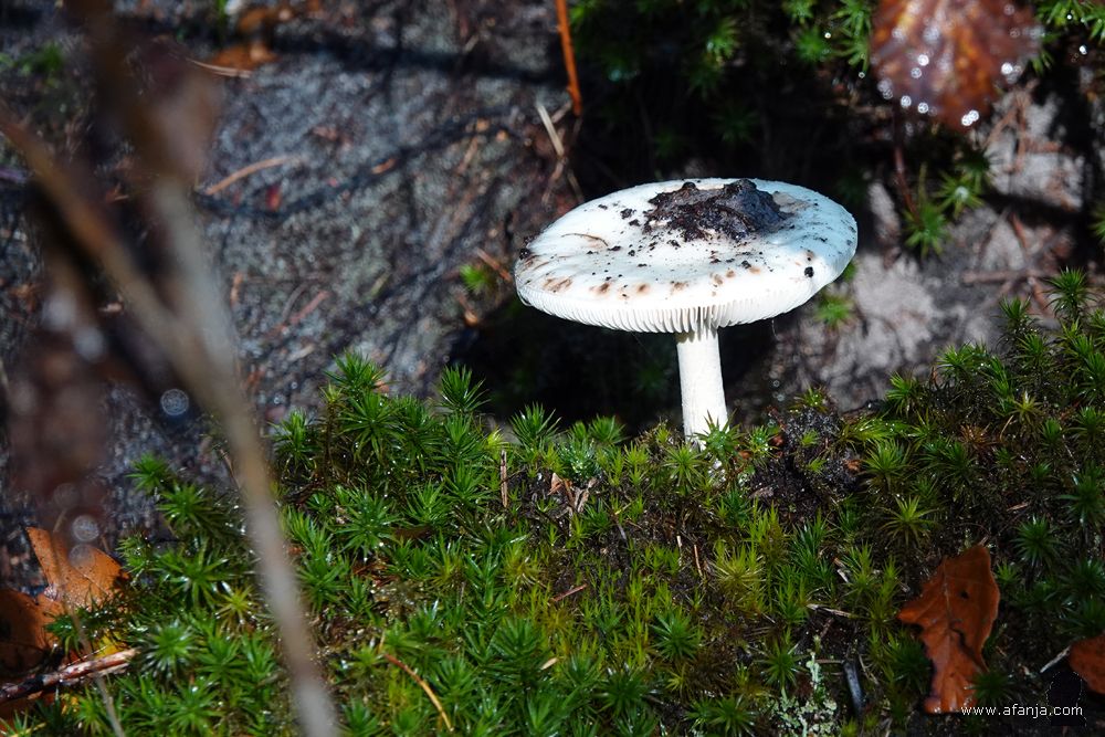 een kleine witte paddenstoel