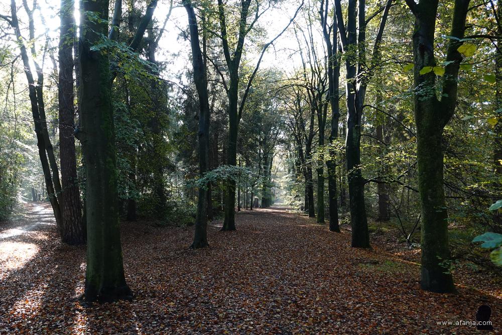 de Scherpschutterslaan bij Olterterp