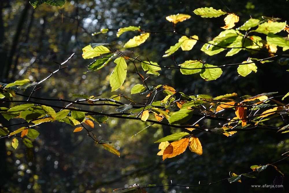 herfstbladeren en druppels