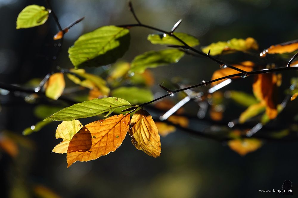herfstbladeren en druppels