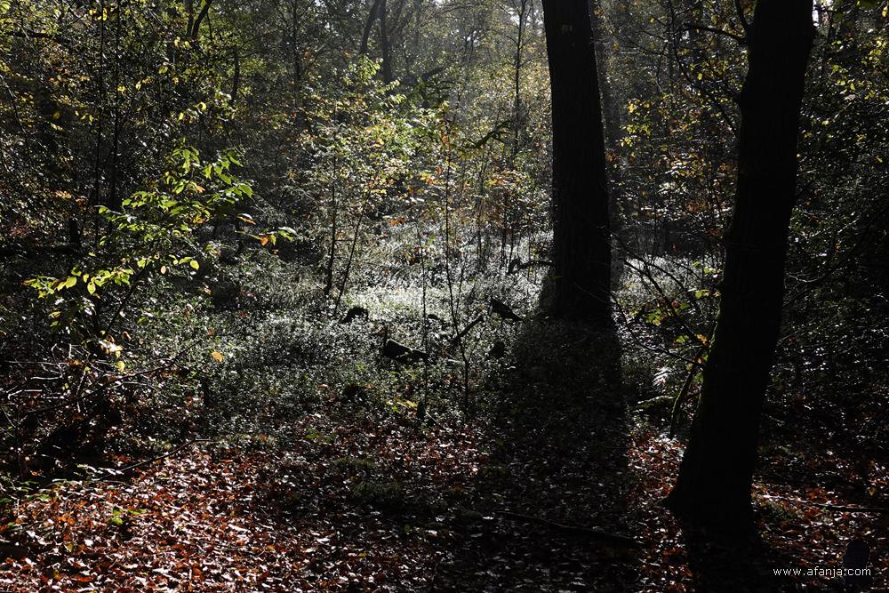 de zon laat duizenden druppels schitteren