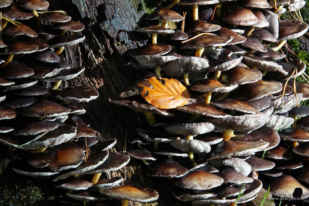 een grote groep zwammen groeide dicht opeengepakt op een oude stronk