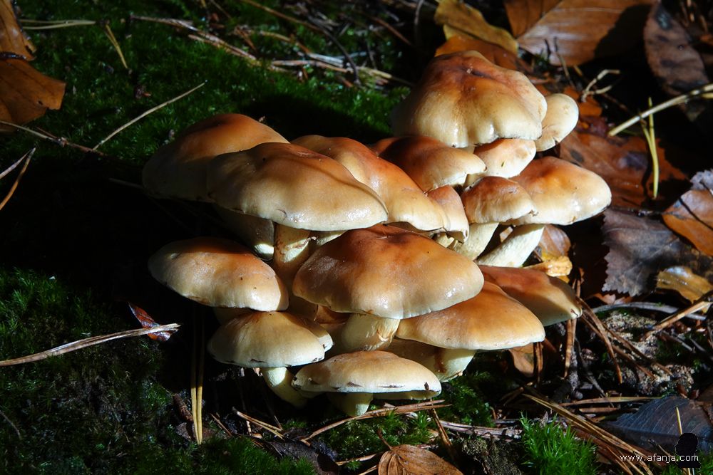 een gezellig groepje paddenstoelen