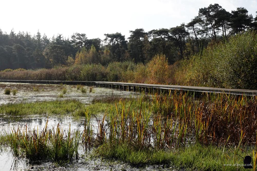 een vlonderpad langs het Witte Meer