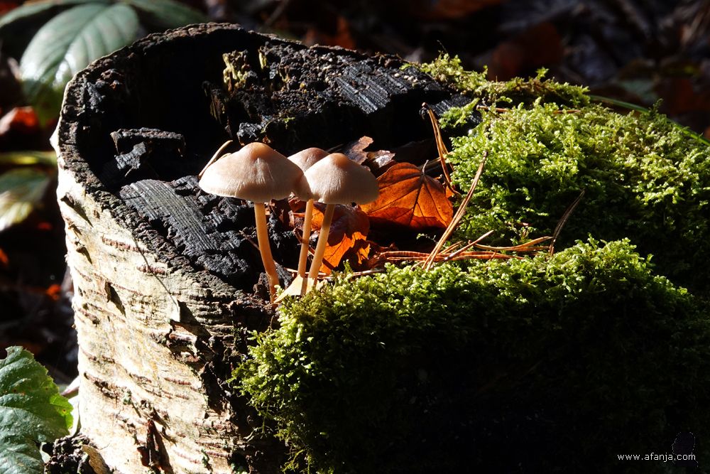 drie kleine paddenstoelen op een oude berkenstronk
