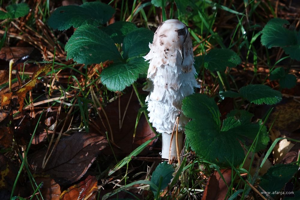 een geschubde inktzwam