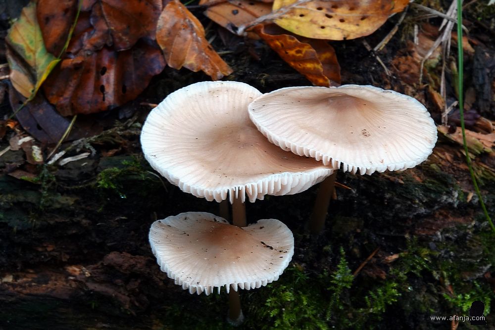 drie zwammen met plaatjes