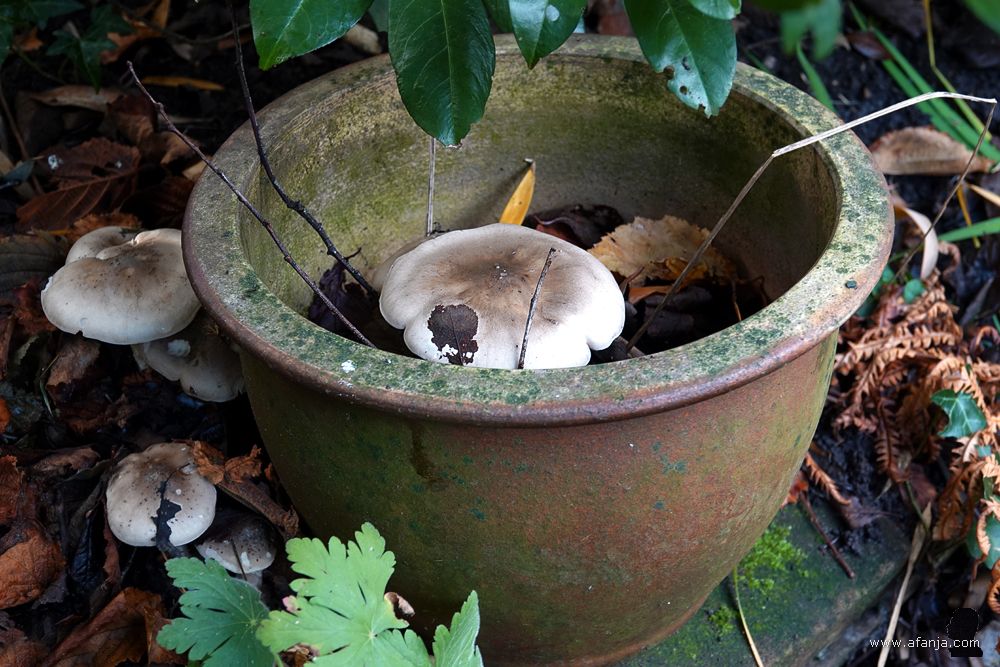paddenstoelen in en rond een bloempot in de achterste border
