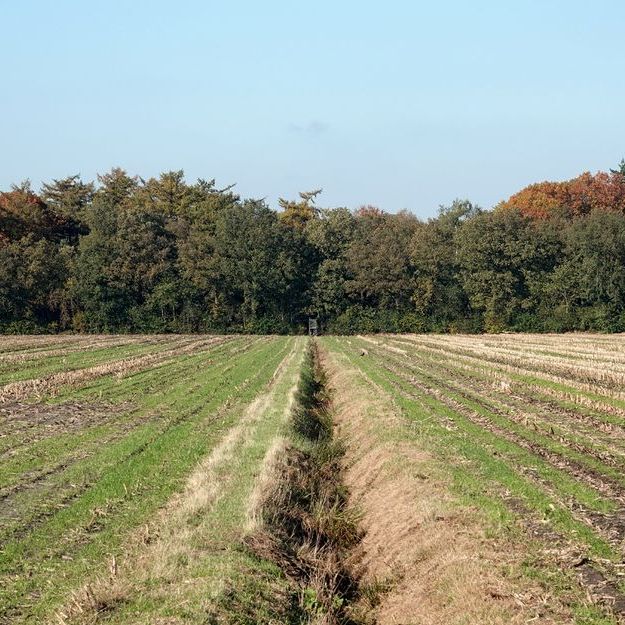 tussen geschoren maisakkers bij Bakkeveen met op de achtergrond een bosrand