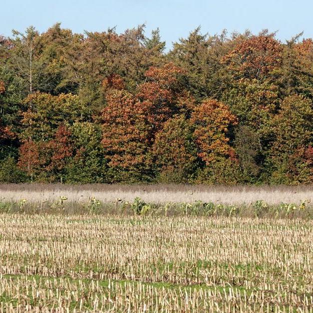 tussen geschoren maisakkers bij Bakkeveen met op de achtergrond een bosrand