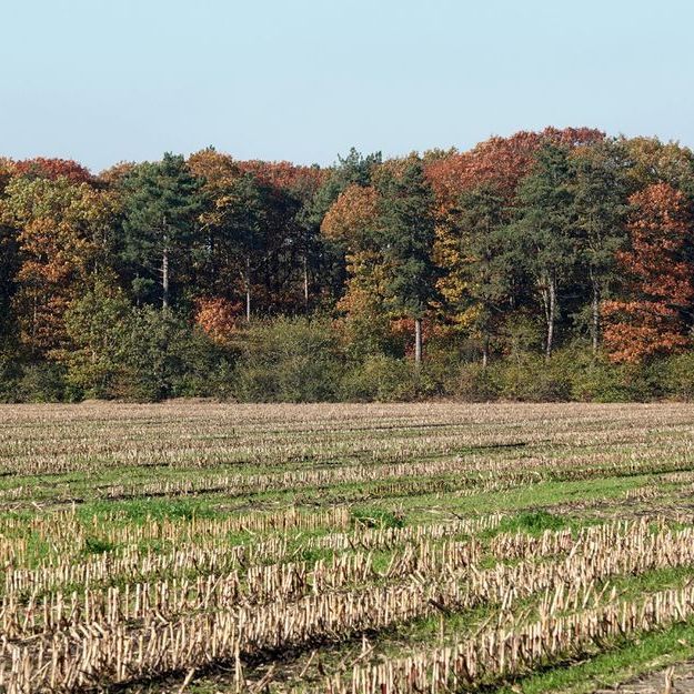 tussen geschoren maisakkers bij Bakkeveen met op de achtergrond een bosrand