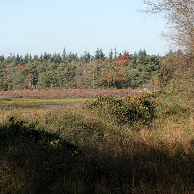 bij het Mandefjild bij Bakkeveen