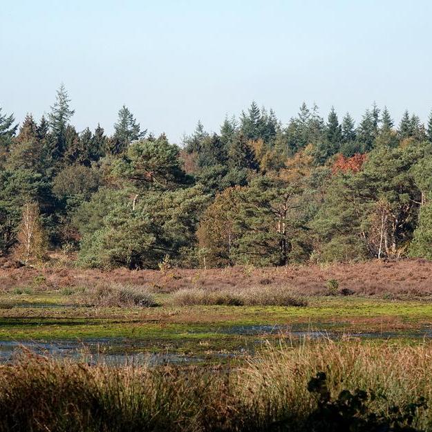 bij het Mandefjild bij Bakkeveen