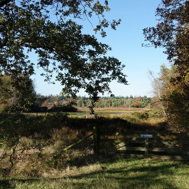 bij het Mandefjild bij Bakkeveen