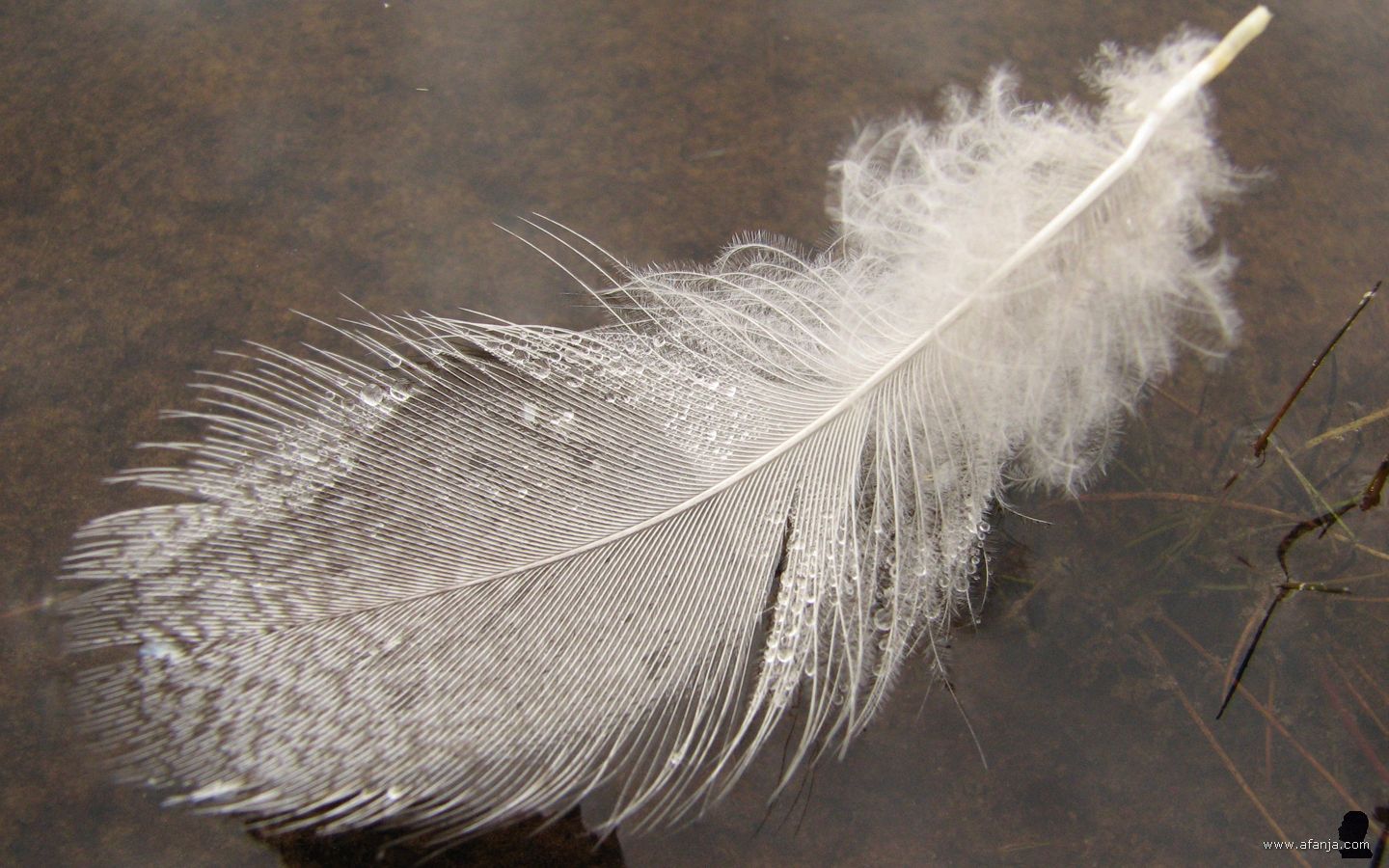 een veer met druppeltjes drijvend op het water