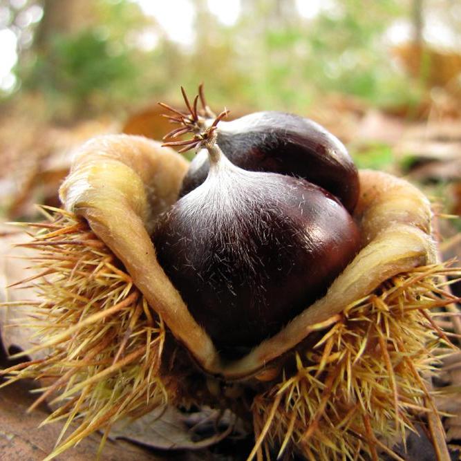 tamme kastanjes - ruwe bolster, blanke pit