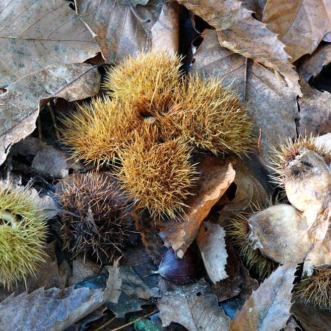 tamme kastanjes in hun bolsters, rechts een lege bolster