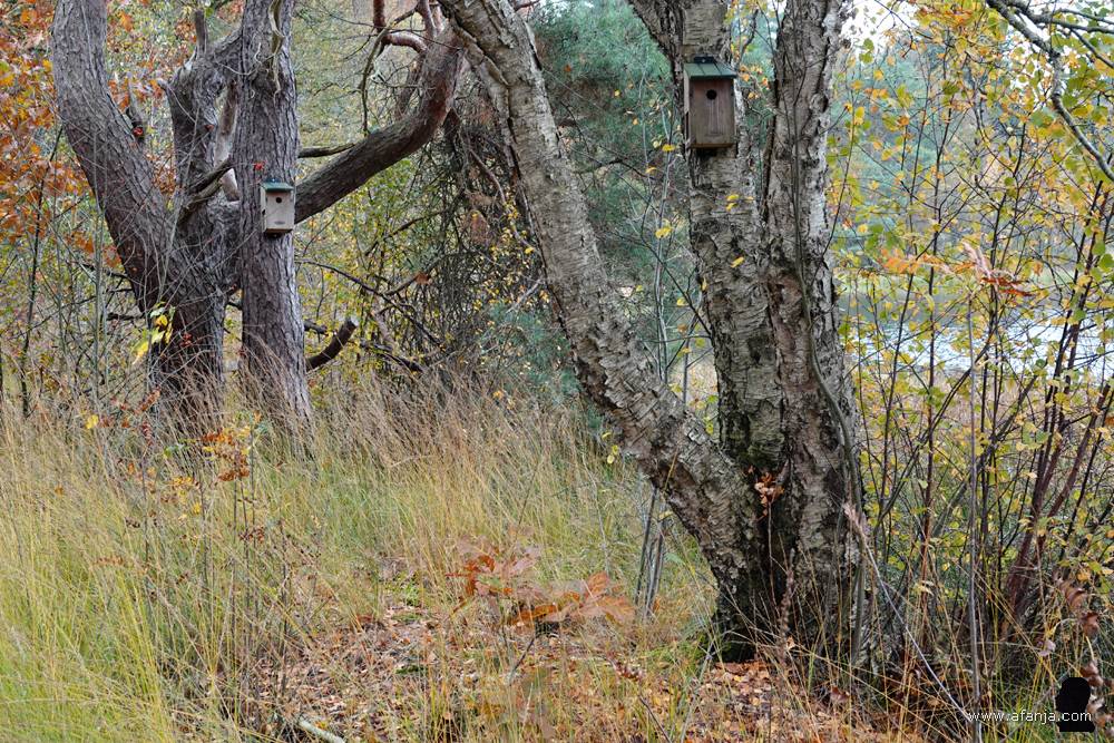 er stonden veel bomen met een nestkastje