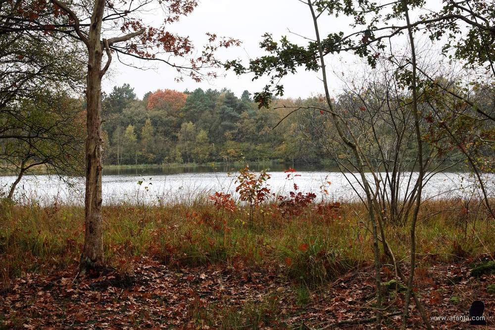 zicht op de Poel van Dien tussen het struikgewas door