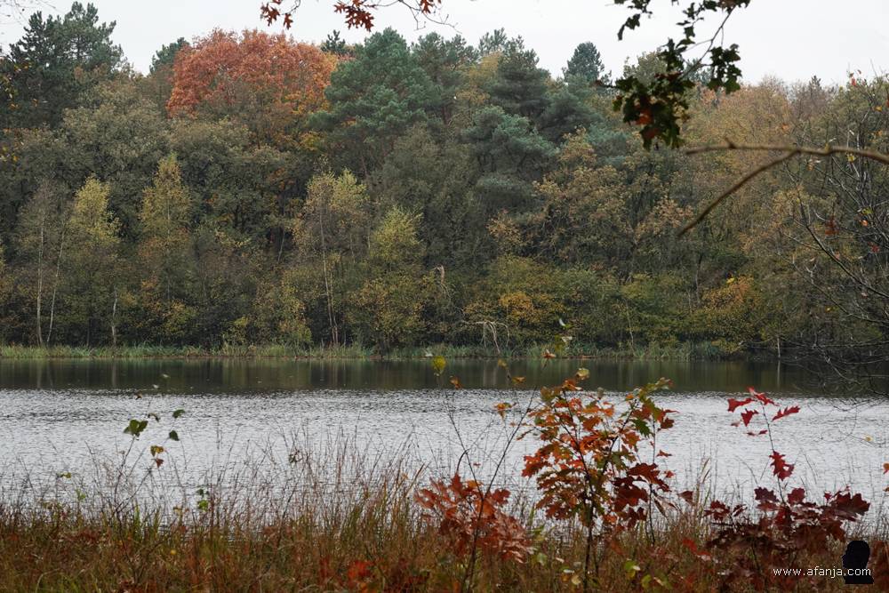 zicht op de Poel van Dien tussen het struikgewas door
