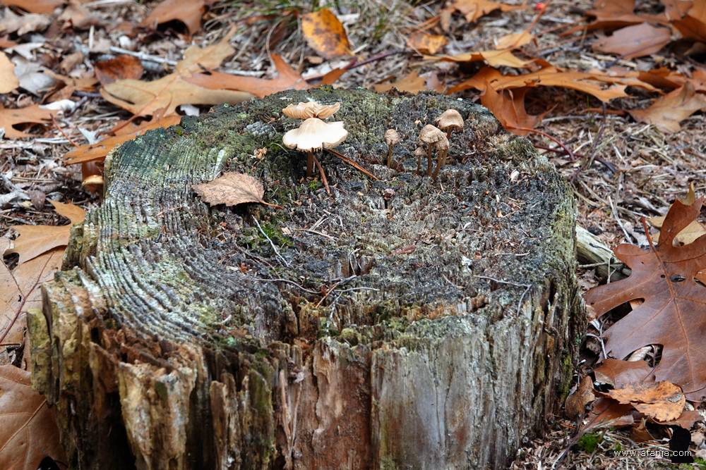 kleine paddenstoelen op een afgezaagde boomstronk