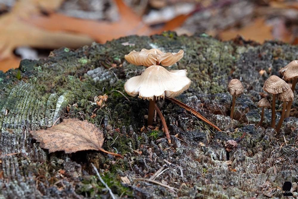 kleine paddenstoelen op een afgezaagde boomstronk