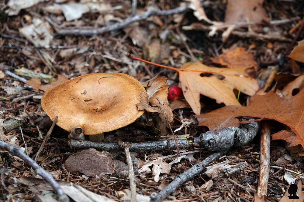 een paddenstoel, een paar herfstbladeren en een rood besje