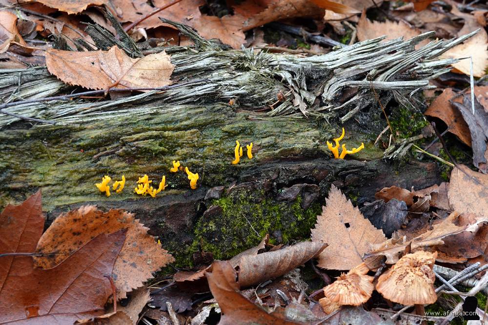 gele koraalzwammetjes(?) op een oude boomstronk