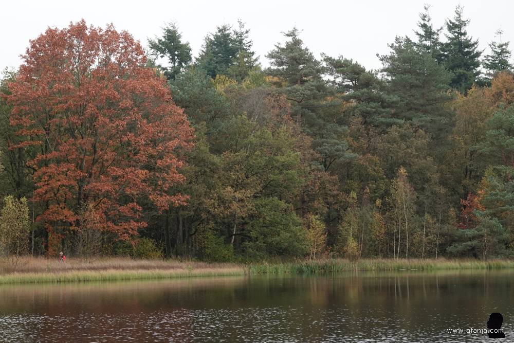 herfstkleuren bij de Poel van Dien