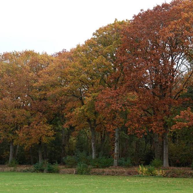 herfstkleuren in Drenthe