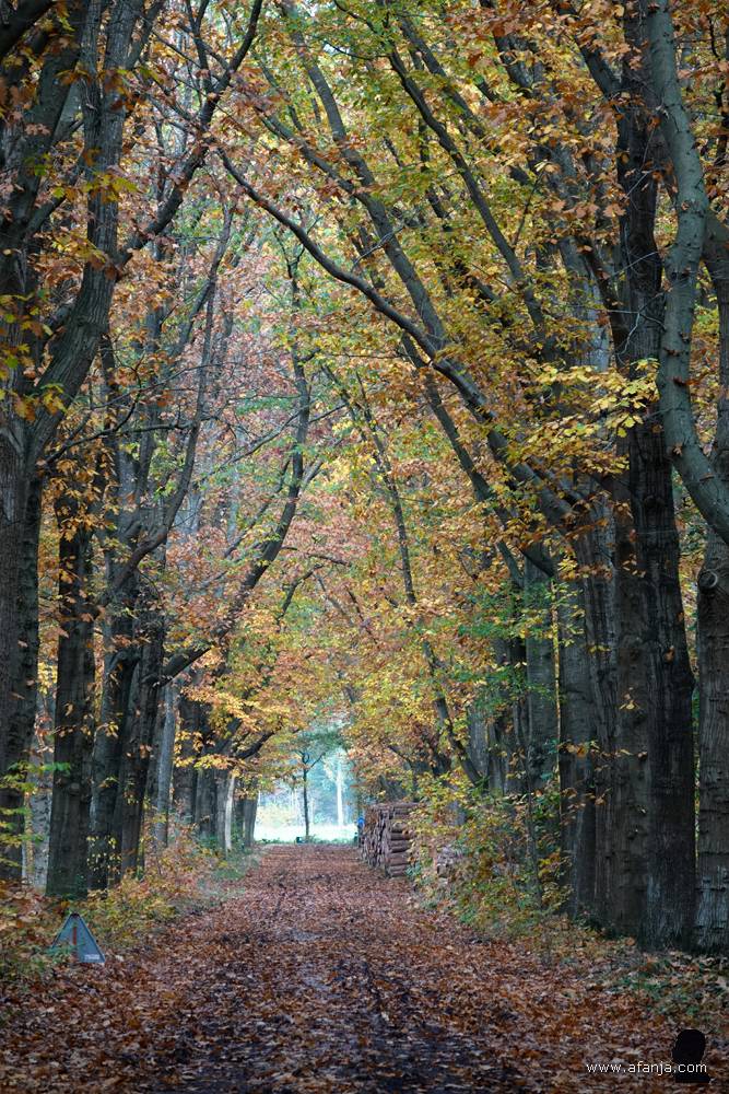 herfstkleuren boven een modderig bospad