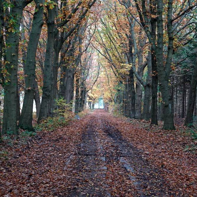 een modderig bospad bij Boschoord