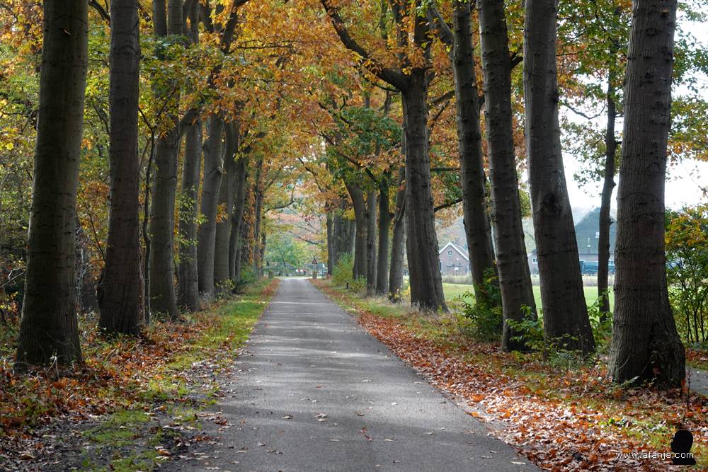 een bosweg richting Fryslân