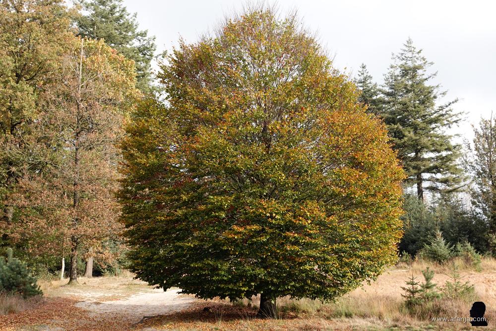 een mooie gevormde boom met mooie kleuren