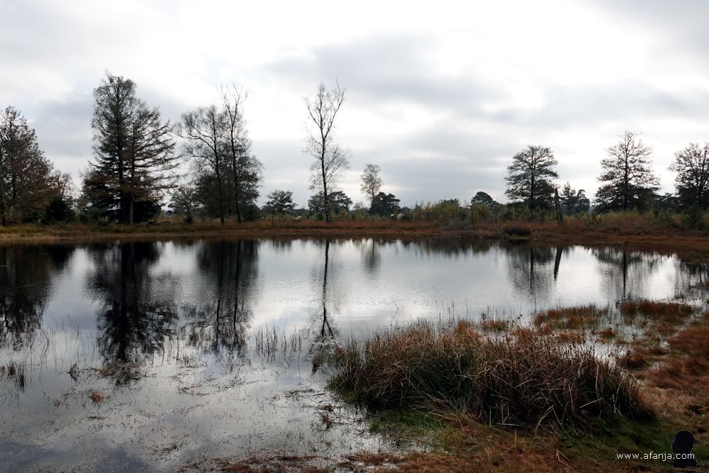 een vennetje bij het Aekingerzand