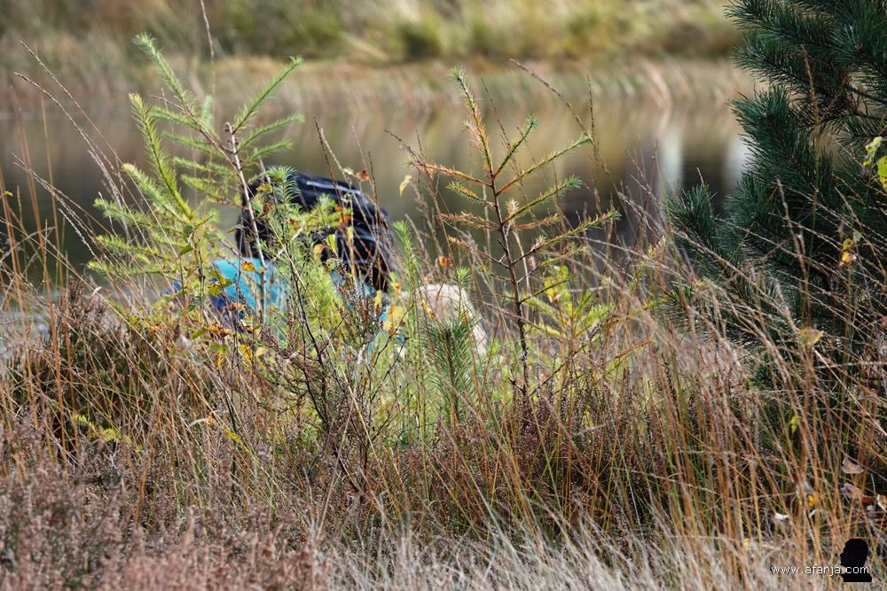 Jetske ligt plat op de grond om iets te fotograferen