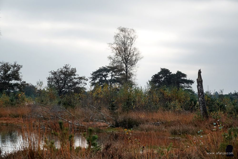 een dode boom bij een vennetje bij het Aekingerzand