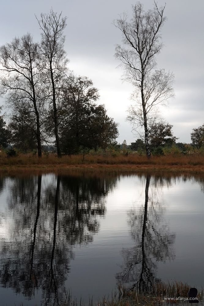 bomen en hun weer spiegelingen in een vennetje bij het Aekingerzand