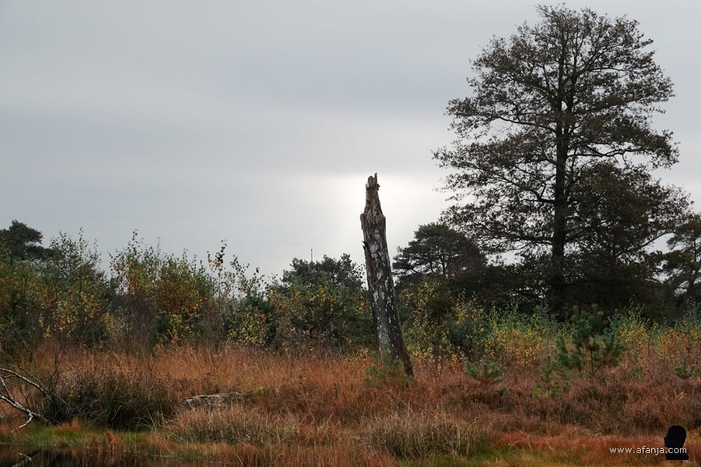 een dode bij het Aekingerzand