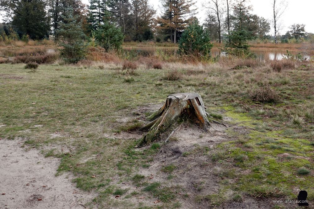 een boomstronk met uitzicht op een vennetje